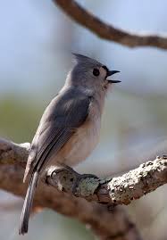 The parent birds may have been killed by a predator or a window strike, or a nest with living babies may be obviously abandoned for far longer than normal.in these cases, it will be necessary to collect the young birds and turn them over to a licensed wildlife rehabilitator for proper care. Tufted Titmouse Wikipedia