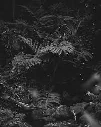 Deep In The Wilderness Forest Naturelovers Naturephotographer Photography Photographer Pendant Lighting Bedroom Light Photography Rustic Bathroom Lighting