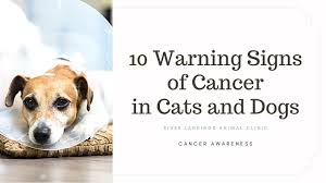 Some common signs of cat cancer you should keep an eye out for include: 10 Warning Signs Of Cancer In Cats And Dogs River Landings Animal Clinic In Bradenton Florida