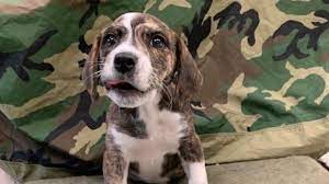 We have been matching pets with people for many years, and when you visit, our staff and volunteers will work with you to try to find your perfect loyal companion. Nashville Shelter Hosting Free Adoption Event For Veterans Military Personnel And Family Wztv