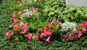 Hergestellt mit liebe für ihren geliebten menschen❤️ diese friedhofsdekoration misst etwa 24in lang und 16in breit. Immer Wieder Eisbegonien Dauergrabpflege Bayern