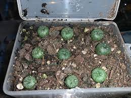 Young seedlings and cacti need a fine substrate, the substrate get's thicker as your cacti grow. Baby Lophs Little More Than 6 Months From Seed Lophophora