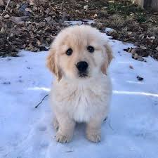 Fao schwarz 20 golden retriever puppy dog toy plush, ultra soft and snuggly stuffed animal doll for creative and imagination play, for boys, girls, children ages 3 and up, playroom and nursery. Big Fluffy Golden Retriever Off 79 Www Usushimd Com