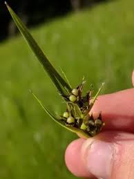 Image result for Scleria clathrata