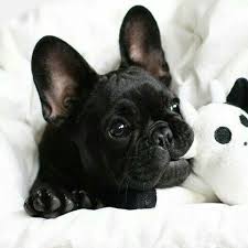 Quelle Merveille At 2 Am When Everyone S Asleep I Am Pinning Pictures Of Puppies Chiots Bouledogues Bouledogue Bouledogues