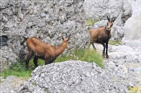 100%(1)100% found this document useful (1 vote). Plante È™i Animale Protejate Prin Lege