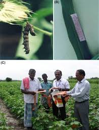 Genetic engineering, rdna technology, microprojection,.this video cover all topic of biotechnological process that is used in pest insect resistance. Integrated Pest Management Sciencedirect