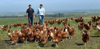 Image result for chickens coming home to roost coronavirus