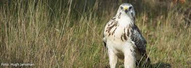 See tweets about #buizerd on twitter. Module Roofvogels Bij12