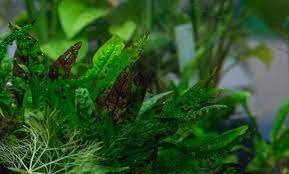 We did not find results for: Deficiency Symptoms In Aquatic Plants Aquascaping Wiki Aquasabi
