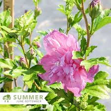 Image result for Hibiscus syriacus ´Pink Chiffon