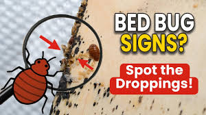 Image result for bed bugs droppings