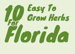 You might even find that your herbs and veggies will do even better with the warm soil temperatures! 10 Easiest Herbs To Grow In Florida