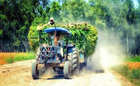 Image result for my village culture in punjab