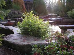 Image result for Shibataea kumasasa