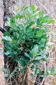 Image result for Garcinia huillensis