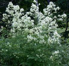 Image result for Thalictrum