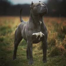 Pitbull Pitbull Terrier Dogs Pitbull Dog