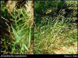 Image result for Arundinella nepalensis