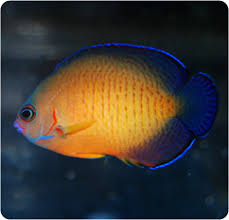 Deep Water Coral Beauty Angelfish Centropyge Bispinosa