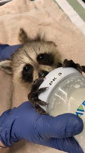 South Florida Wildlife Center A Face Anyone Could Love Baby Raccoons Will Stay With Their Mothers For 8 12 Months During That Time Mother Raccoons Will Teach Their Kits To Be