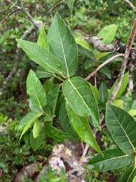 Image result for Ficus ingens