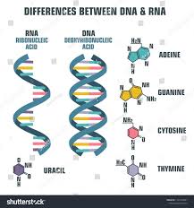 Vector Scientific Icon Spiral Of Dna And Rna An Illustration Of The Differences In The Structure Of The Dna And Rna Molecules Ad In 2020 Dna Logo Dna Drawing Dna