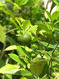 Image result for Rutaceae