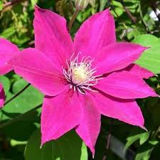 A popular use of clematis is to add colour to plain structures such as walls or fences. Clematis