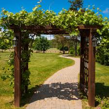 The etiology of morning glory disc anomaly is poorly understood. Fast Growing Vines For Shade The Home Depot