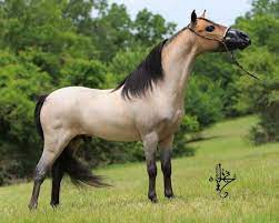 Для просмотра онлайн кликните на видео ⤵. Peakviewministallions Brumby Horse Horses Miniature Horse