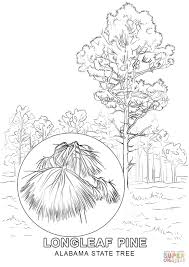 Birds coloring pages (find many of the state birds, but without the information written on the page) countries and cultures coloring pages (maps, flags and symbols of various countries) flowers coloring pages (find many of the state flowers, but without the information written on the page) Alabama State Tree Coloring Page Free Printable Coloring Pages Coloring Home