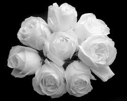 Black And White Rose Wallpaper Hd Pin Di Kathleen Rohde Bush Su Color White Fiori