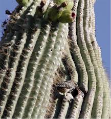 Elke dag worden duizenden nieuwe afbeeldingen van hoge kwaliteit toegevoegd. Cactus Nest Arizona Bird Watcher
