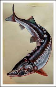 Sturgeon Fish Drawings Sturgeon Moon Fish Art