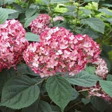 Image result for Hydrangea arborescens Pink Anabelle