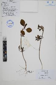 Image result for Euphorbia neopolycnemoides