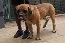 Boerboel puppies do best when they feed three times a day, with large breed puppy foods formatted for large breeds of dogs. Boerboel Dogs Or Puppies For Sale In Gauteng Dogs Puppies Public Ads Gallery View