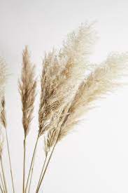 Pampas Grass 120cm Grass Wallpaper Pampas Grass Aesthetic Backgrounds
