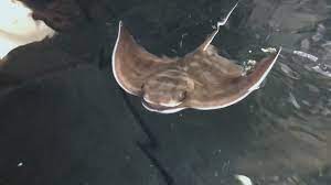 Desert eagle | light rail skin prices, market stats, preview images and videos, wear values, texture pattern, inspect links, and stattrak or souvenir drops. Mystery Surrounds Birth Of Eagle Ray Pups At Kelly Tarlton S After No Males In Display For Two Years 1 News Tvnz