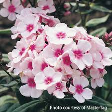 Image result for Phlox paniculata `Bright Eyes`