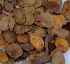 Image result for Hunteria umbellata