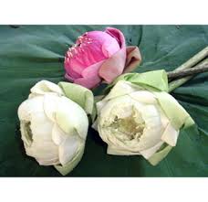 Check out all of our collections online or in person! Buy Fresh Cut Bulk Lotus Flowers At Wholesale Lotus Flower Online