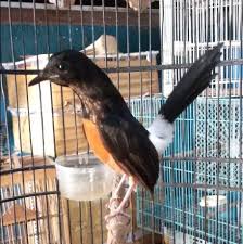 Jika murai asal medan memiliki postur yang gagah, maka murai batu asal aceh lebih seperti botol yang sedikit lonjong. Mengenal Ciri Dan Karakter Burung Murai Nias