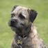 Border Terrier Dog Breed Profile | Petfinder