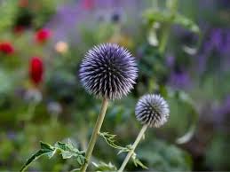 Get everyone buzzing with our delightful springtime surprises! 13 Gorgeous Flowers That Start With G