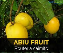 Nets and protective wrapping on individual fruit as they develop is an effective solution. Abiu Fruit Facts Health Benefits And Nutritional Value
