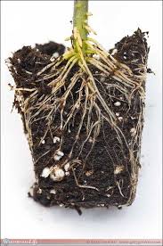 If you have people walking back and forth through do plant ground cover over the roots. Tomato Plant Roots A Tomato Plant Root Ball Exposed Gary Gardiner Flickr