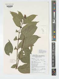 Image result for Tricalysia pallens