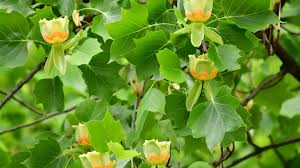 We did not find results for: Identifying Yellow Poplar Tree In North America